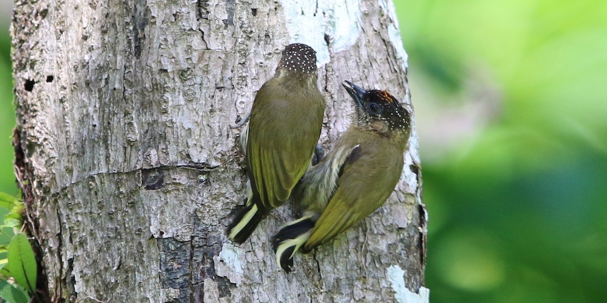 Olivaceous Piculet - Jeff Tingle