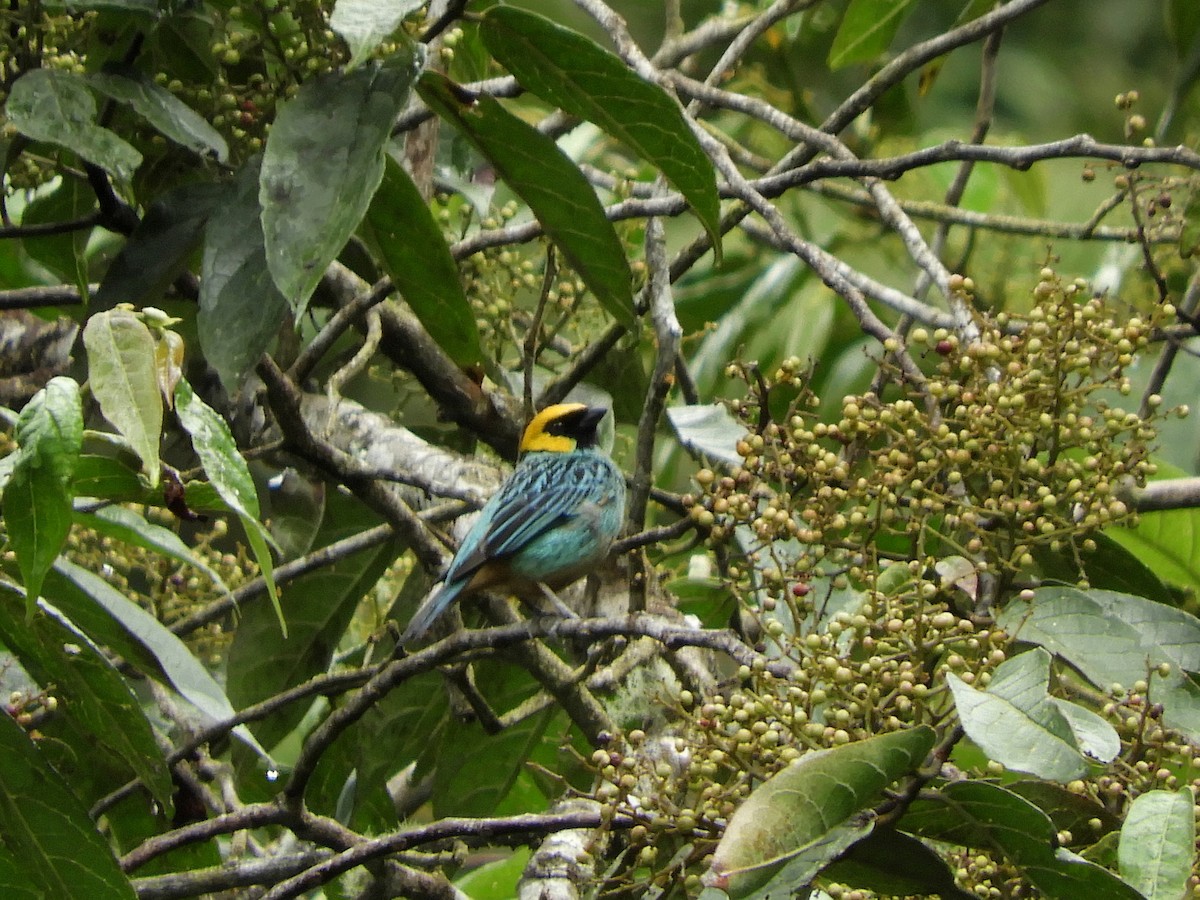 Saffron-crowned Tanager - ML213058741