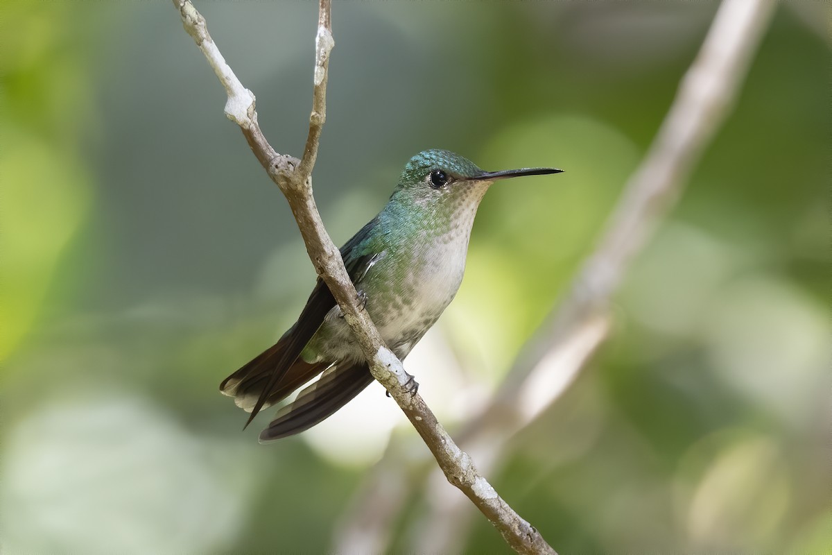 Violet-capped Hummingbird - Peter Hawrylyshyn