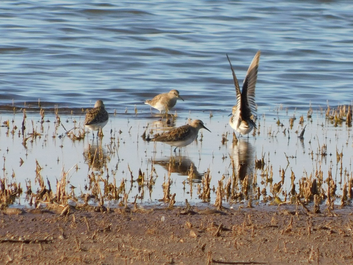 eBird Checklist 2 Mar 2020 Drummond Flats WMA 14 species (+5