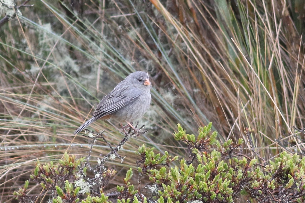 Plain-colored Seedeater - ML213062681