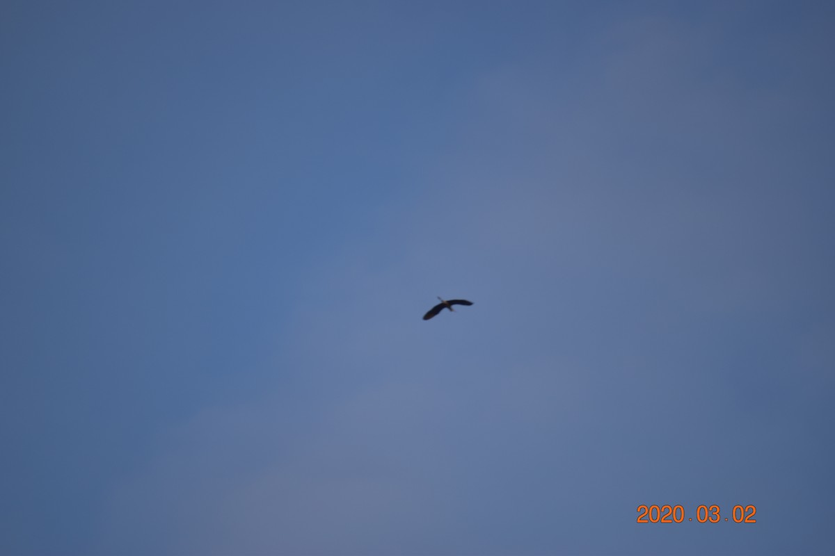 Great Blue Heron - ML213062721