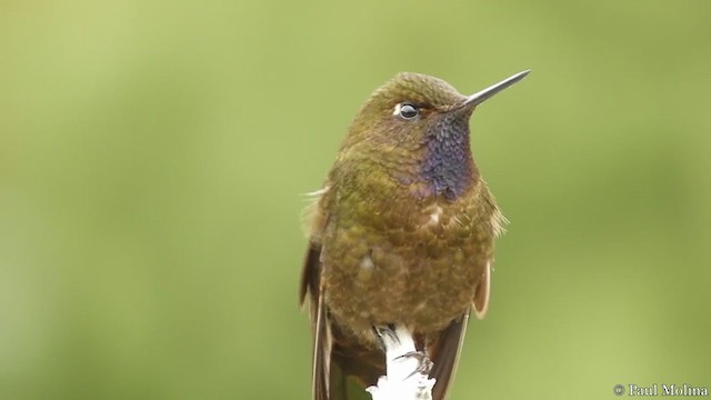 Violet-throated Metaltail - ML213071601