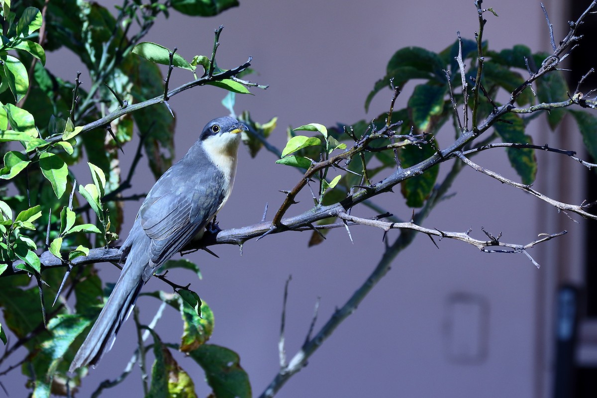 Mangrove Cuckoo - Rafael Chaves