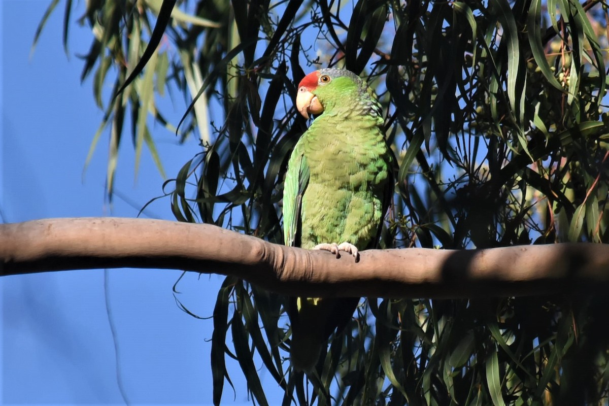 Lilac-crowned Parrot - Bruce Mast