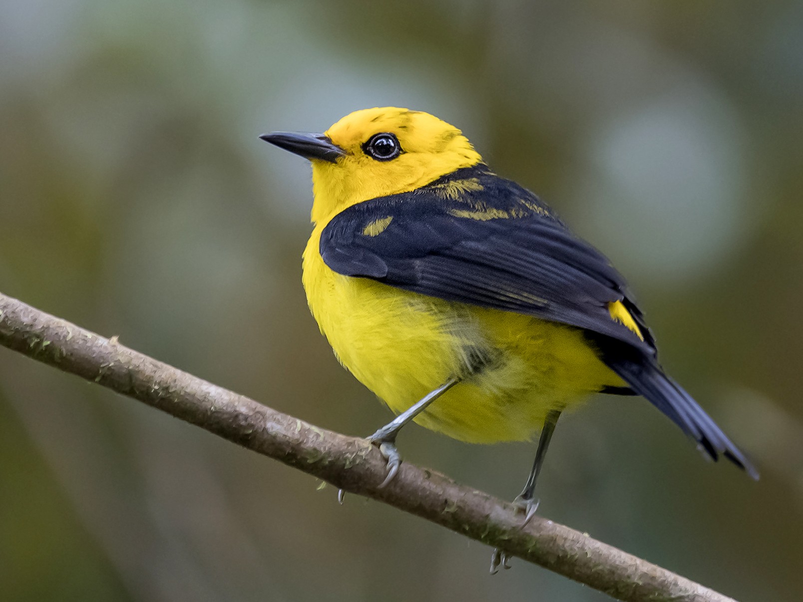 Black-and-yellow Tanager - fernando Burgalin Sequeria