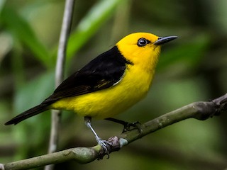 Download Black And Yellow Tanager Chrysothlypis Chrysomelas Birds Of The World