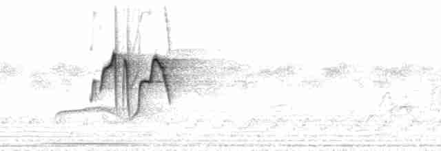 Тиранчик-короткодзьоб південний - ML213081