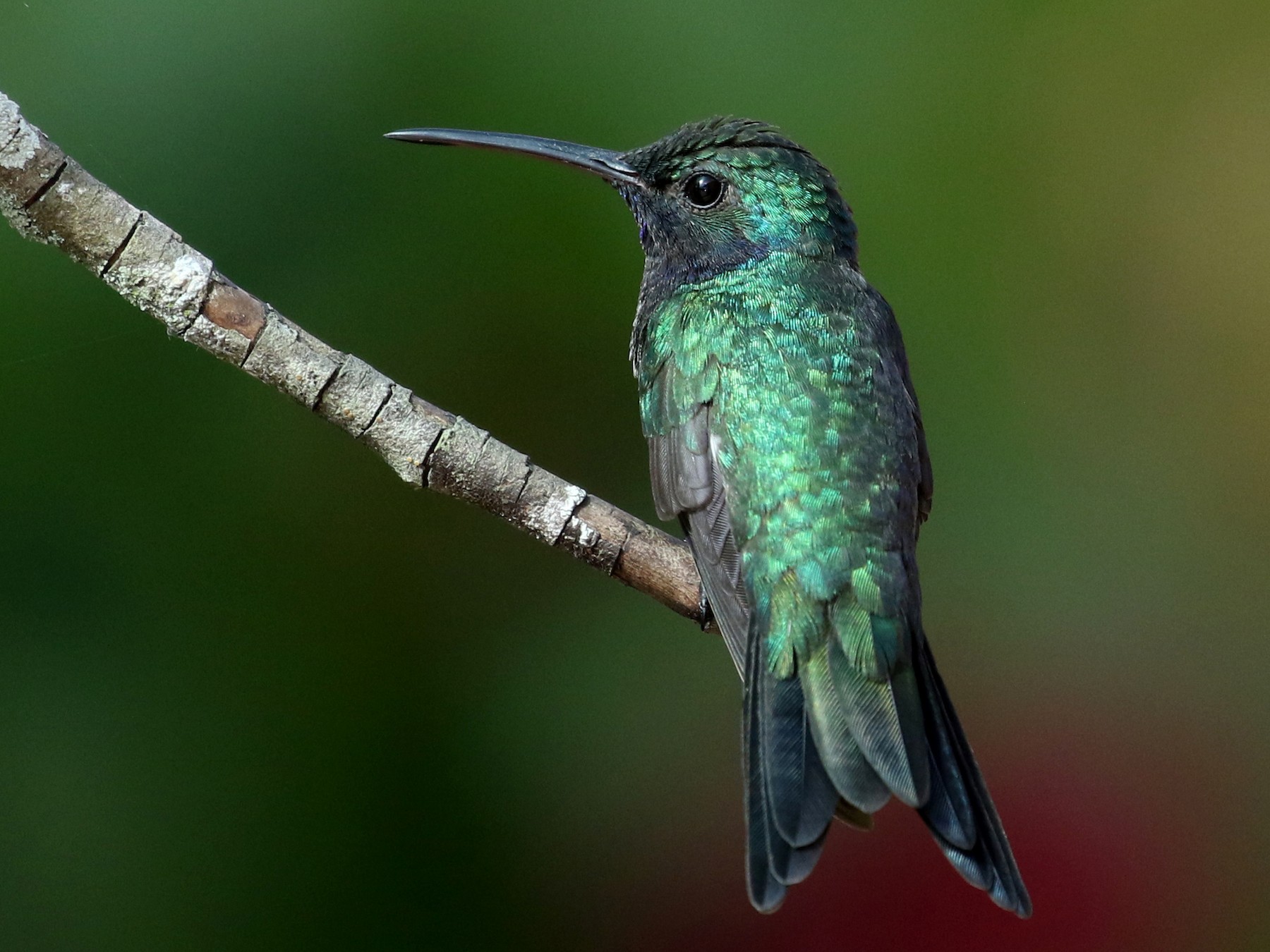 Sapphire-throated Hummingbird - Jay McGowan