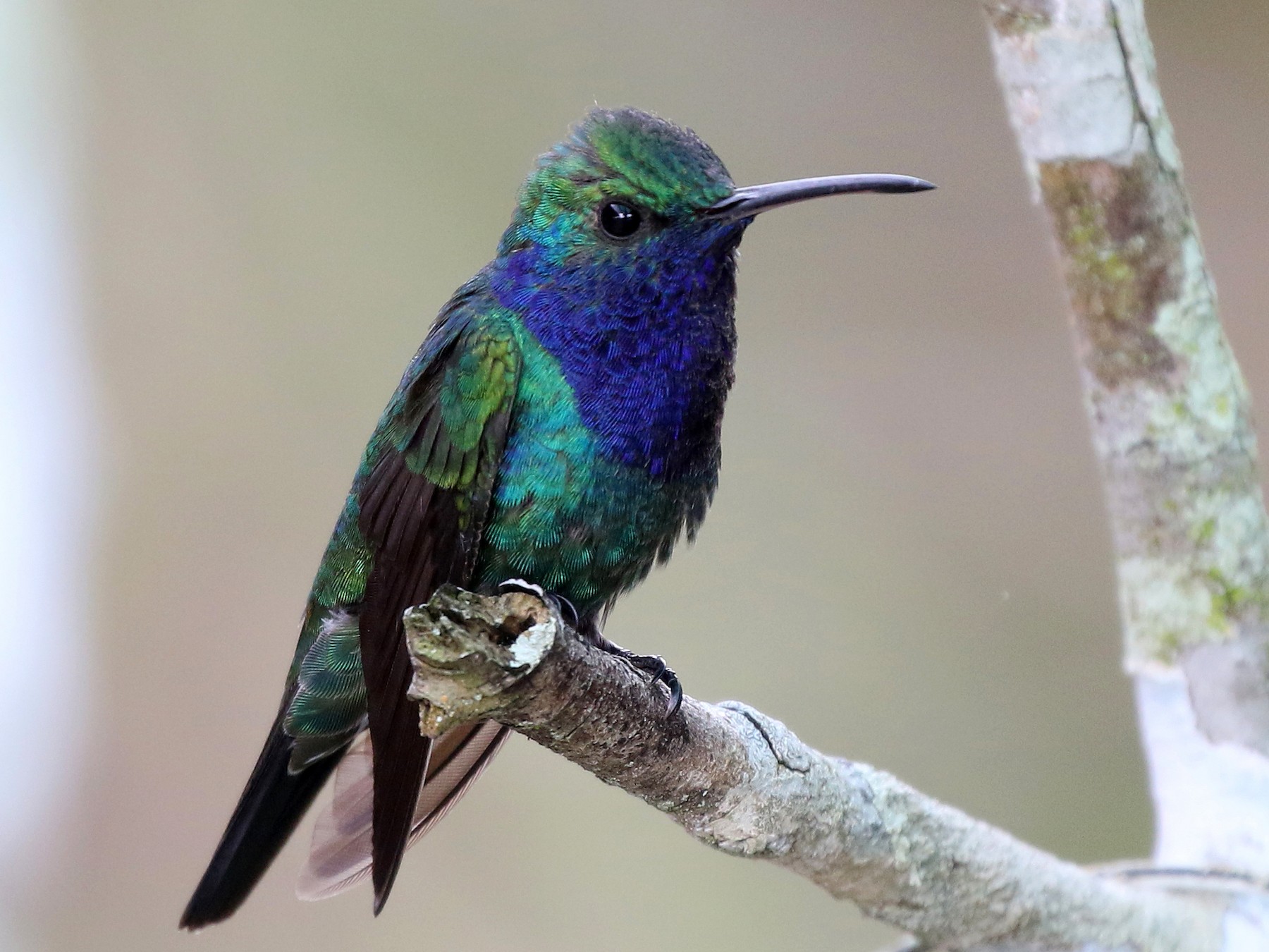 Sapphire-throated Hummingbird - Jay McGowan