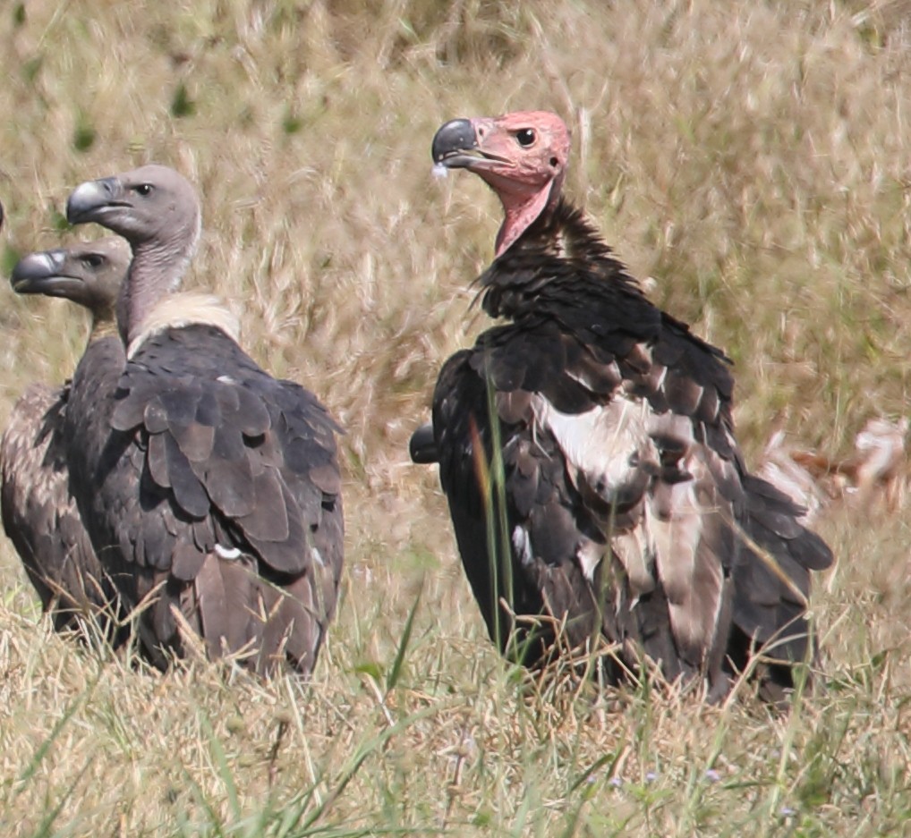 White-rumped Vulture - Anonymous
