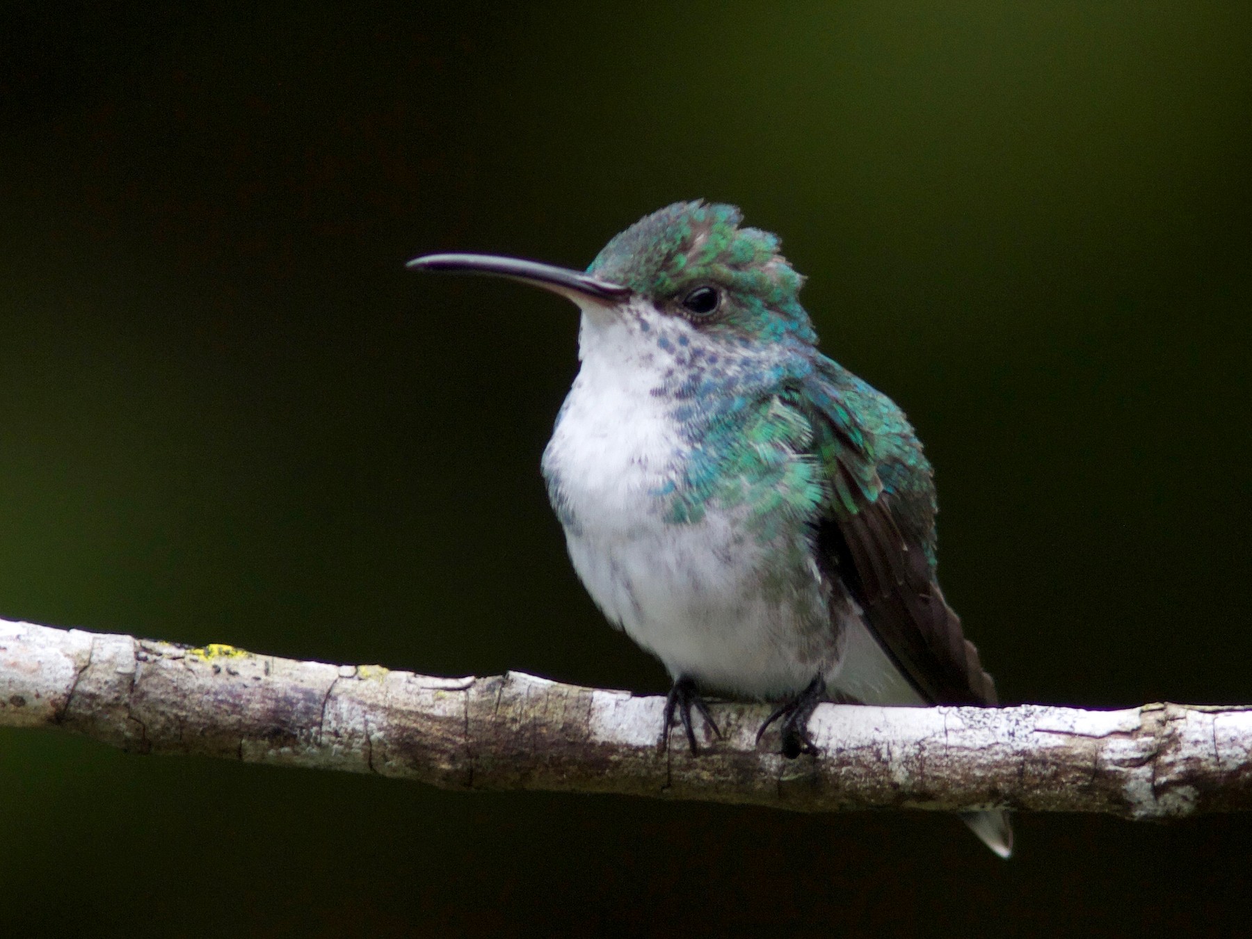 Sapphire-throated Hummingbird - Ken Havard