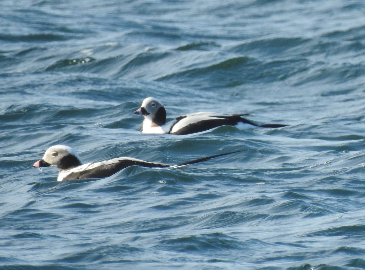 Long-tailed Duck - ML213082351