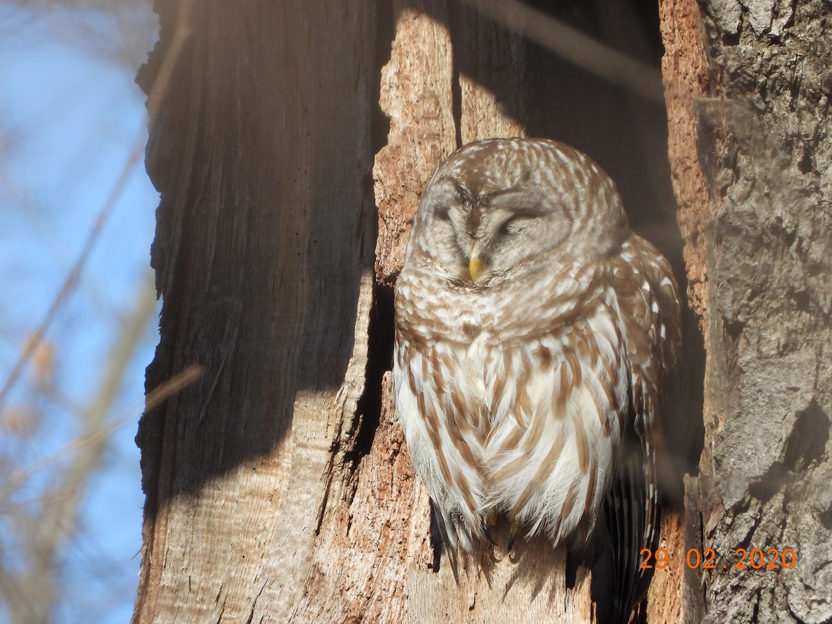 Barred Owl - ML213082461