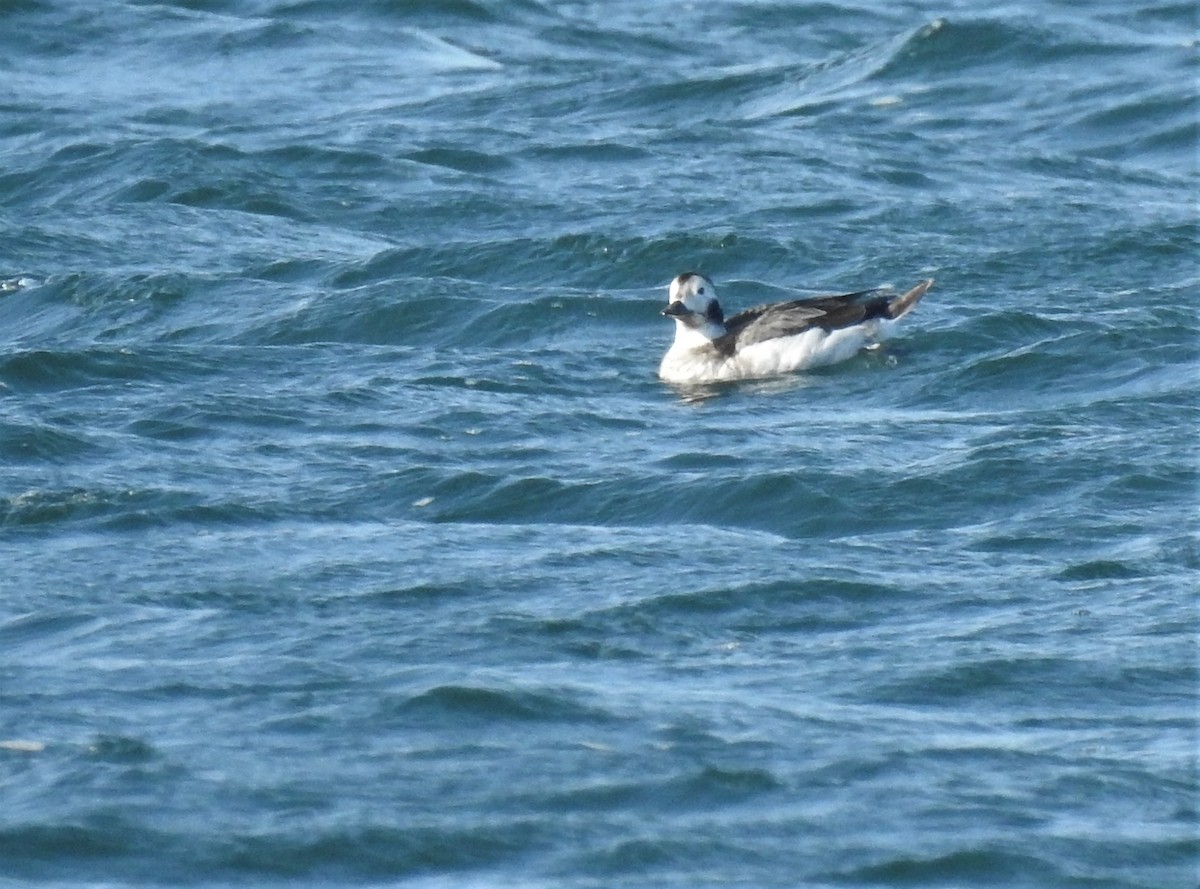 Long-tailed Duck - ML213082571