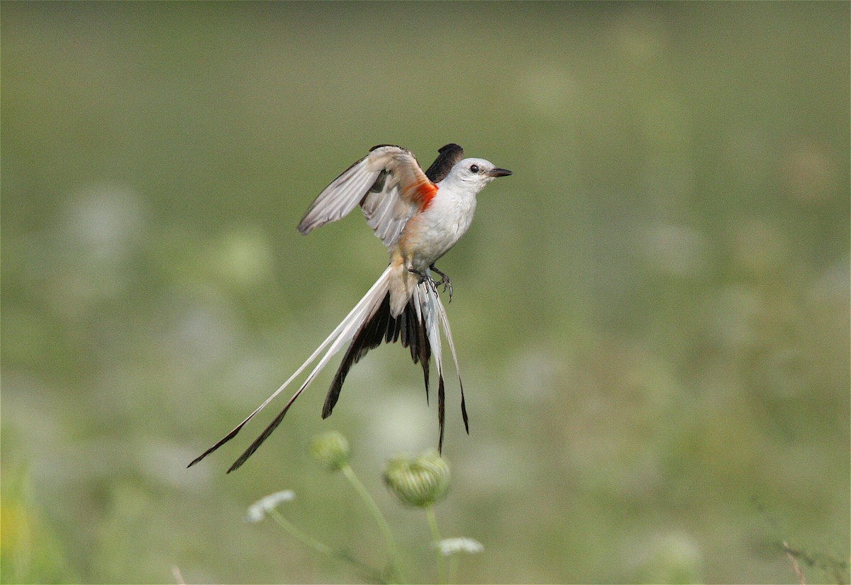 Scissor-tailed Flycatcher - Peter Schoenberger