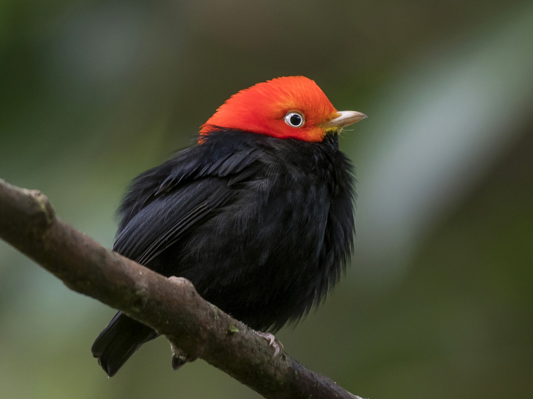 Bryde igennem forsendelse løg Red-capped Manakin - eBird