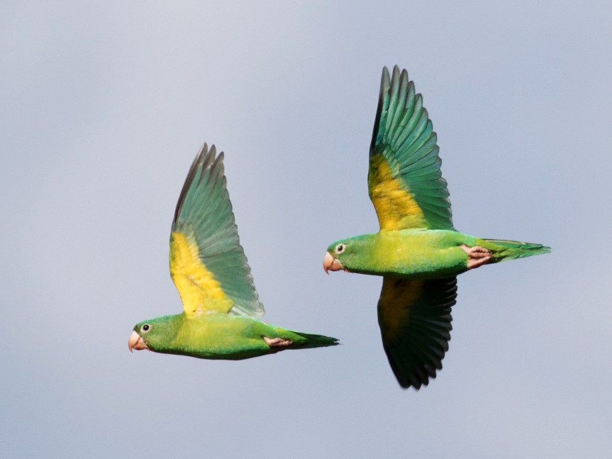 Orange-chinned Parakeet - Tom Johnson