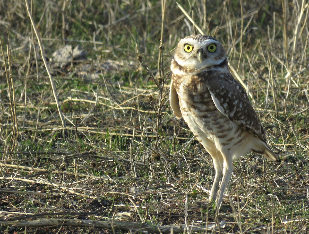 Burrowing Owl - ML21309091