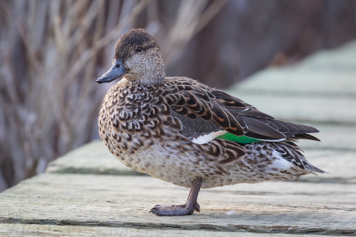 Green-winged Teal - Lyall Bouchard