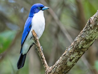  - Madagascar Blue Vanga