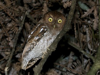  - Choco Screech-Owl