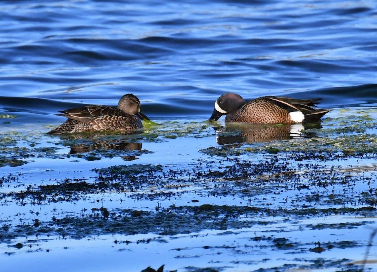 Blue-winged Teal - ML213096851