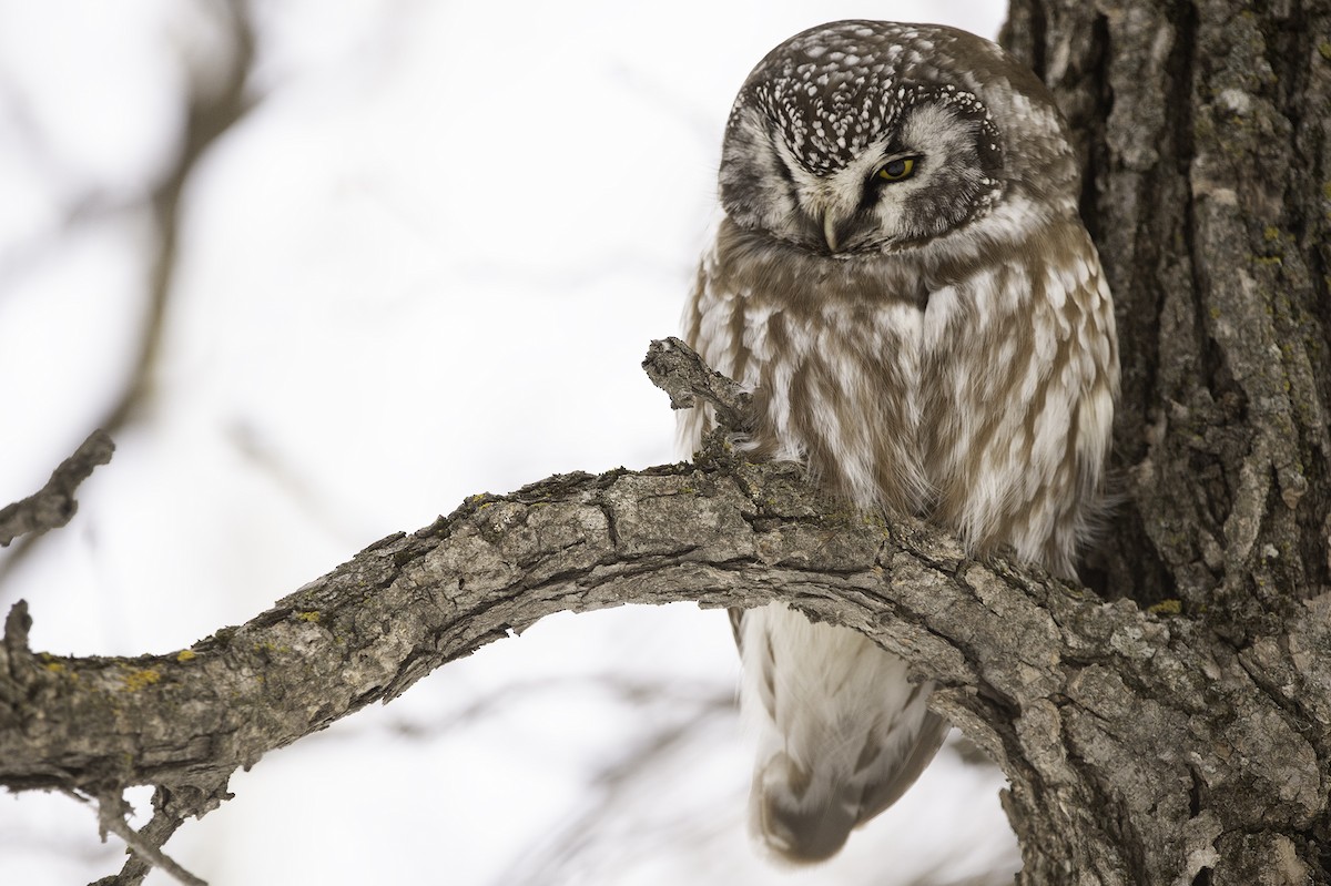 Boreal Owl - Cam Nikkel