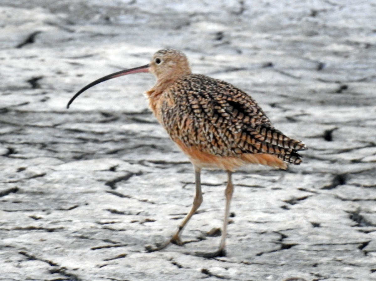 Long-billed Curlew - ML213098961