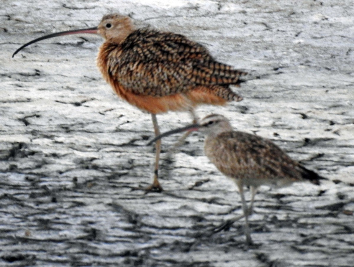 Long-billed Curlew - ML213099071