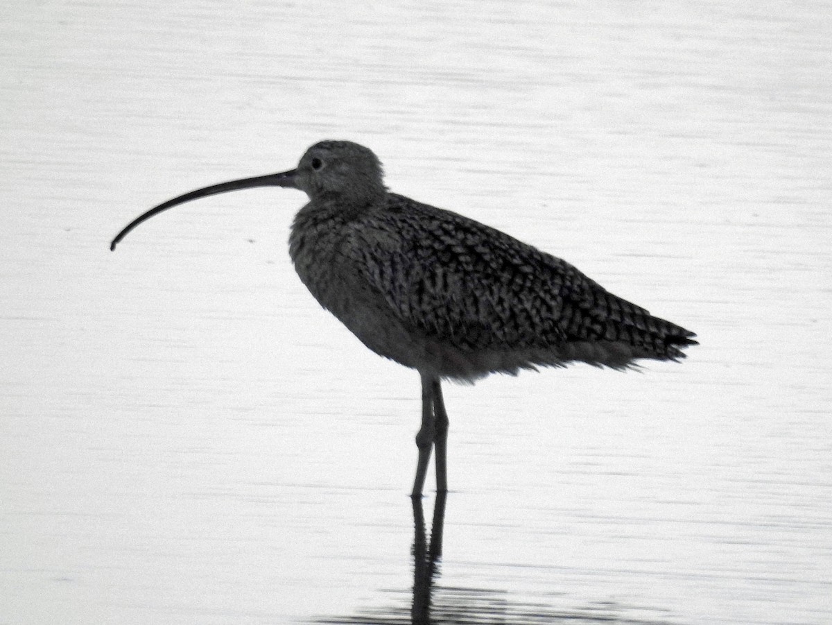 Long-billed Curlew - ML213100681