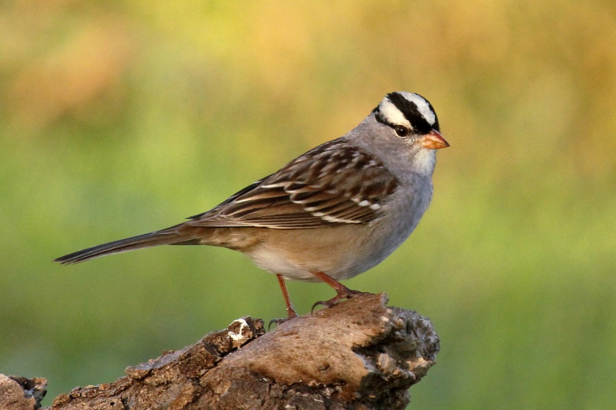 White-crowned Sparrow - Hannah Tripp