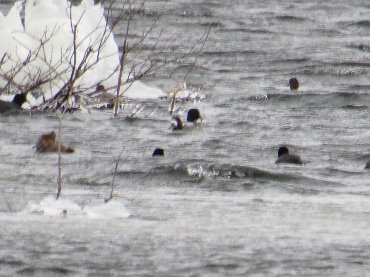 Greater Scaup - ML21310311