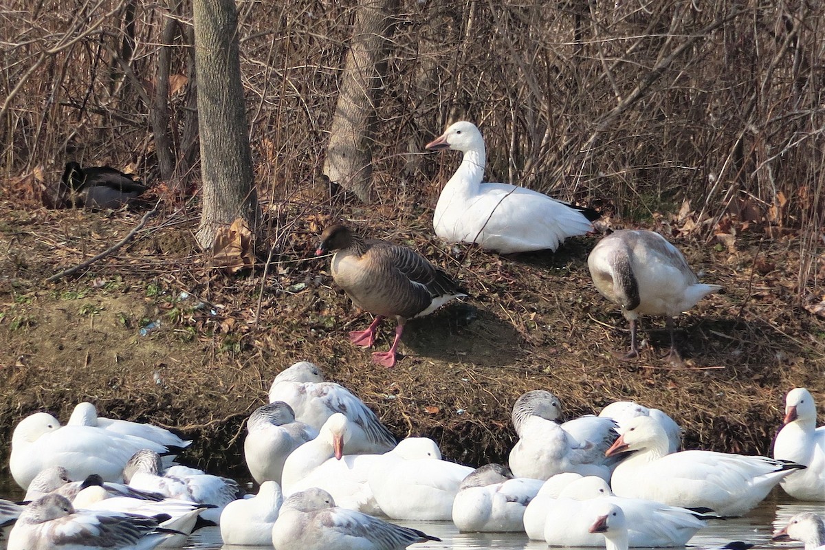 Pink-footed Goose - ML213104151