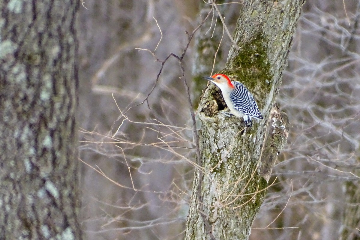 Red-bellied Woodpecker - ML213106751