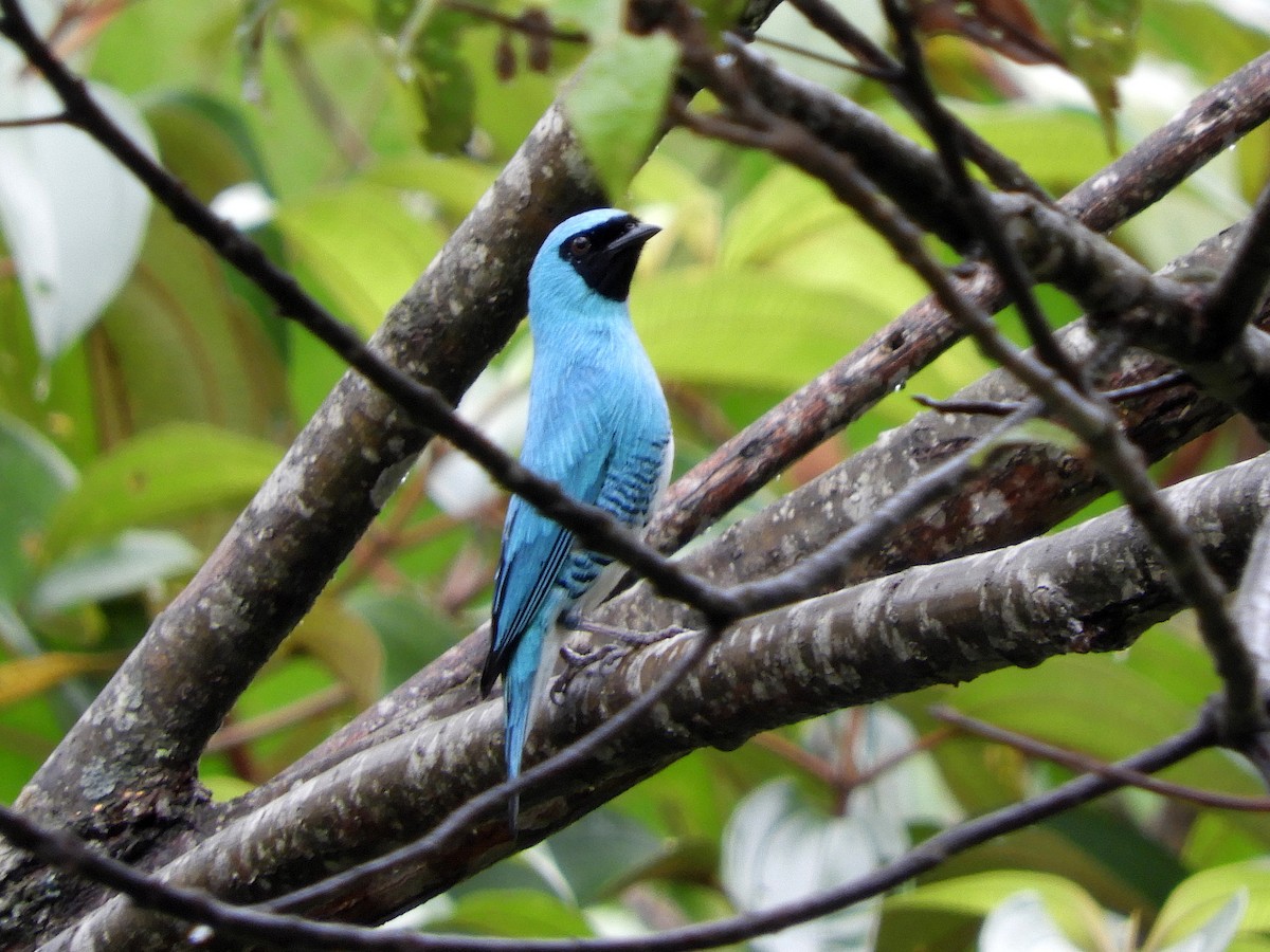 Swallow Tanager - ML213107271