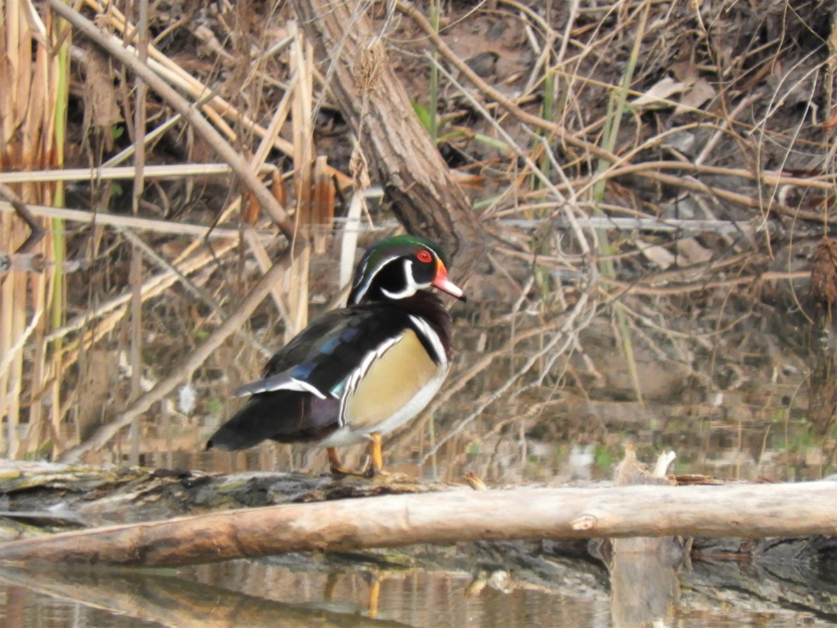 Wood Duck - Cliff Cordy