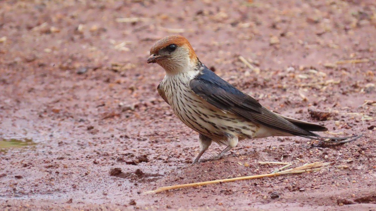 Greater Striped Swallow - ML213109101