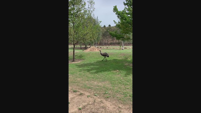 emu hnědý - ML213113251