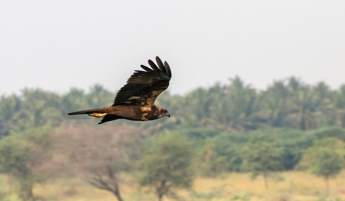 Western Marsh Harrier - Coimbatore Nature Society