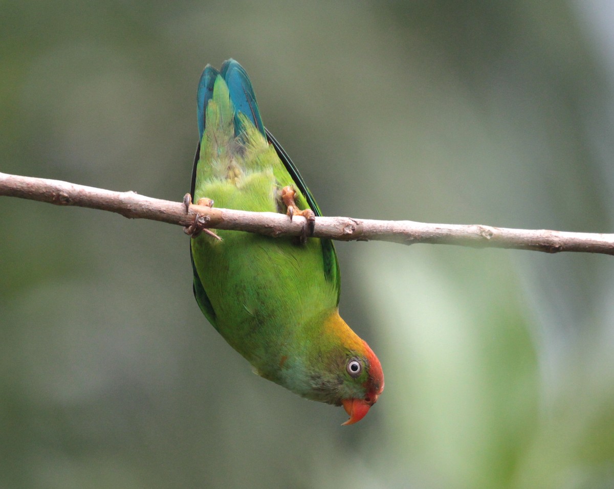 Sri Lanka Hanging-Parrot - Corey Callaghan