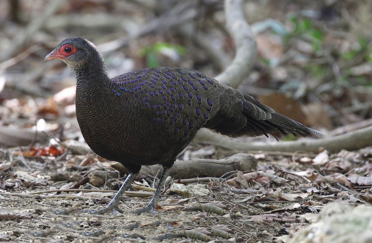 Germain's Peacock-Pheasant - ML213133151
