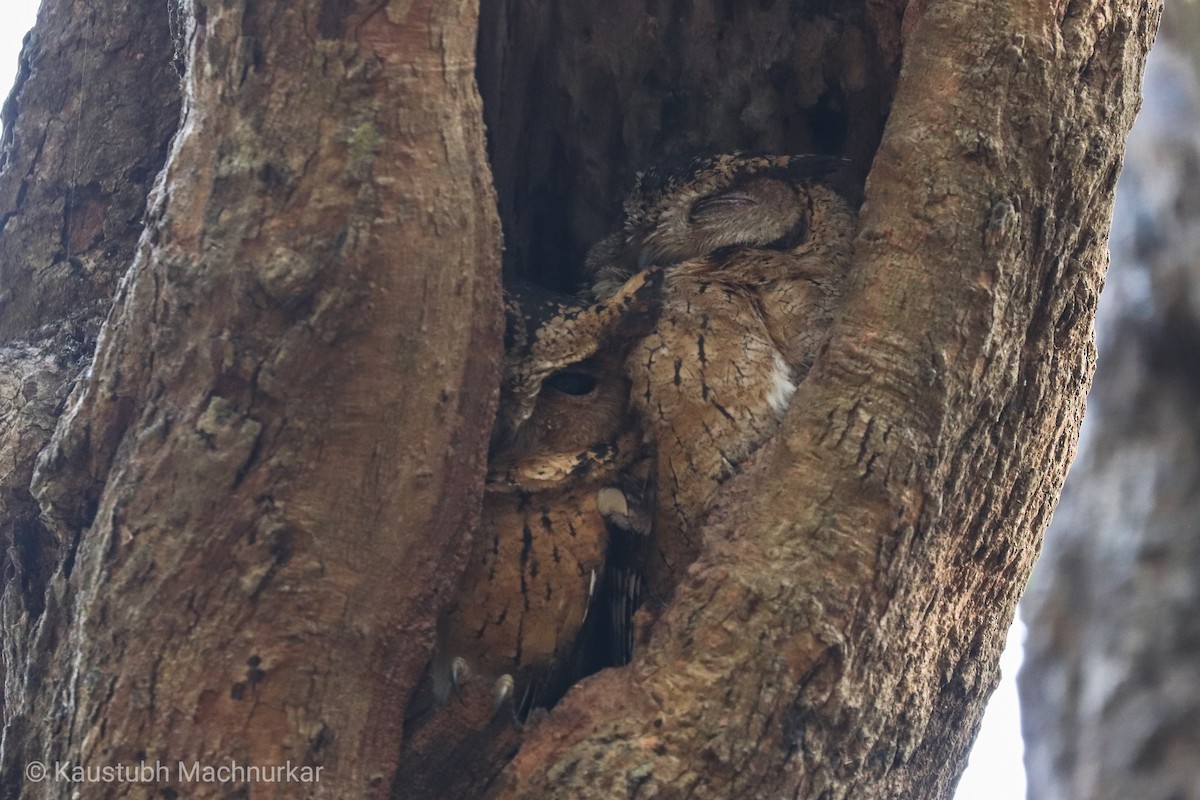 Indian Scops-Owl - Kaustubh Machnurkar