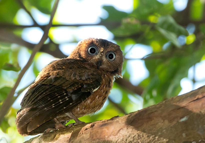 Moheli Scops-Owl - Daniel López-Velasco | Ornis Birding Expeditions