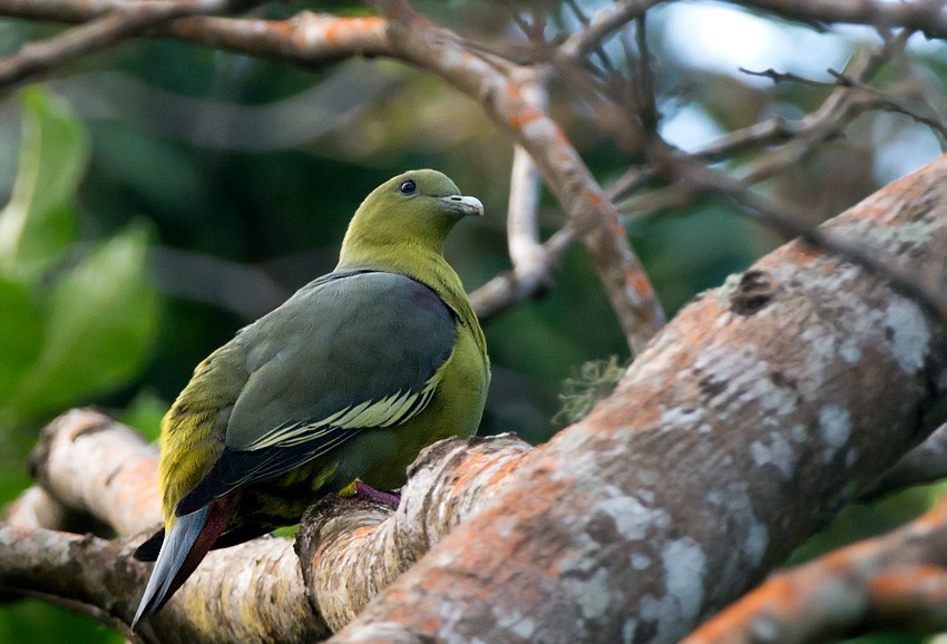 Comoro Green-Pigeon - Daniel López-Velasco | Ornis Birding Expeditions