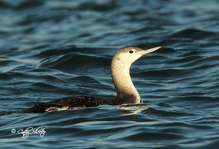 Red-throated Loon - Cathy Sheeter