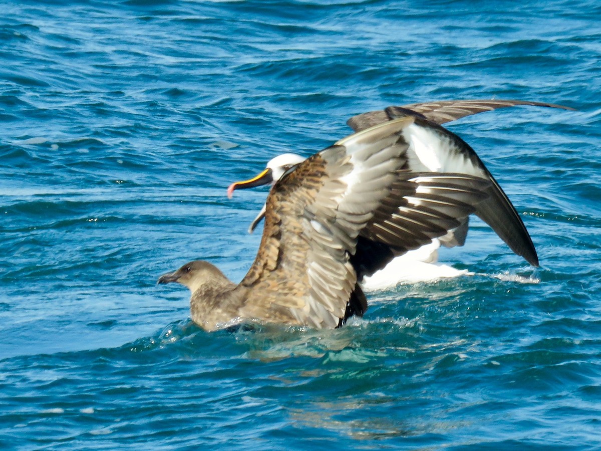 Atlantic Yellow-nosed Albatross - Ines Vasconcelos