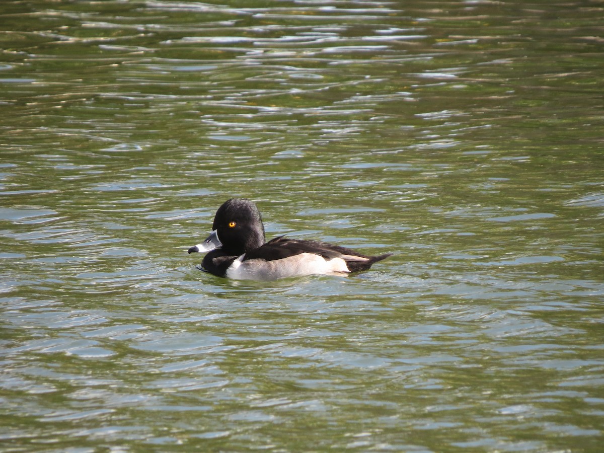 Ring-necked Duck - ML21313671