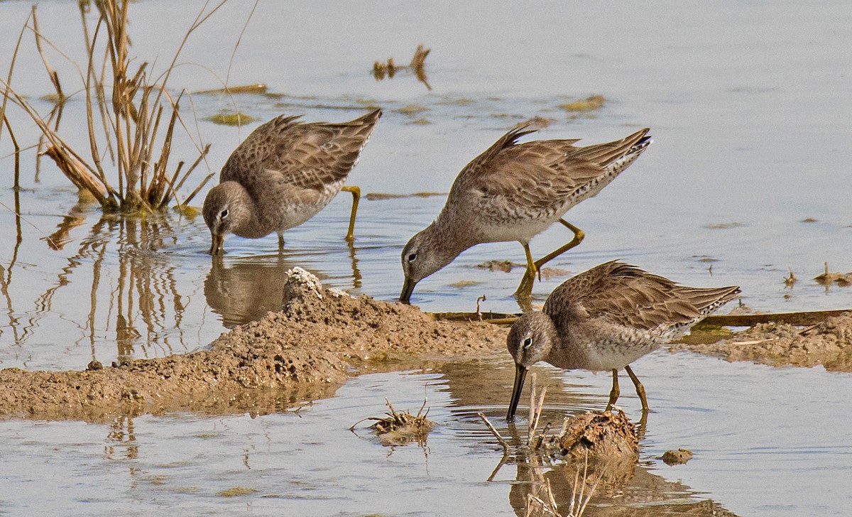 Long-billed Dowitcher - ML213139501