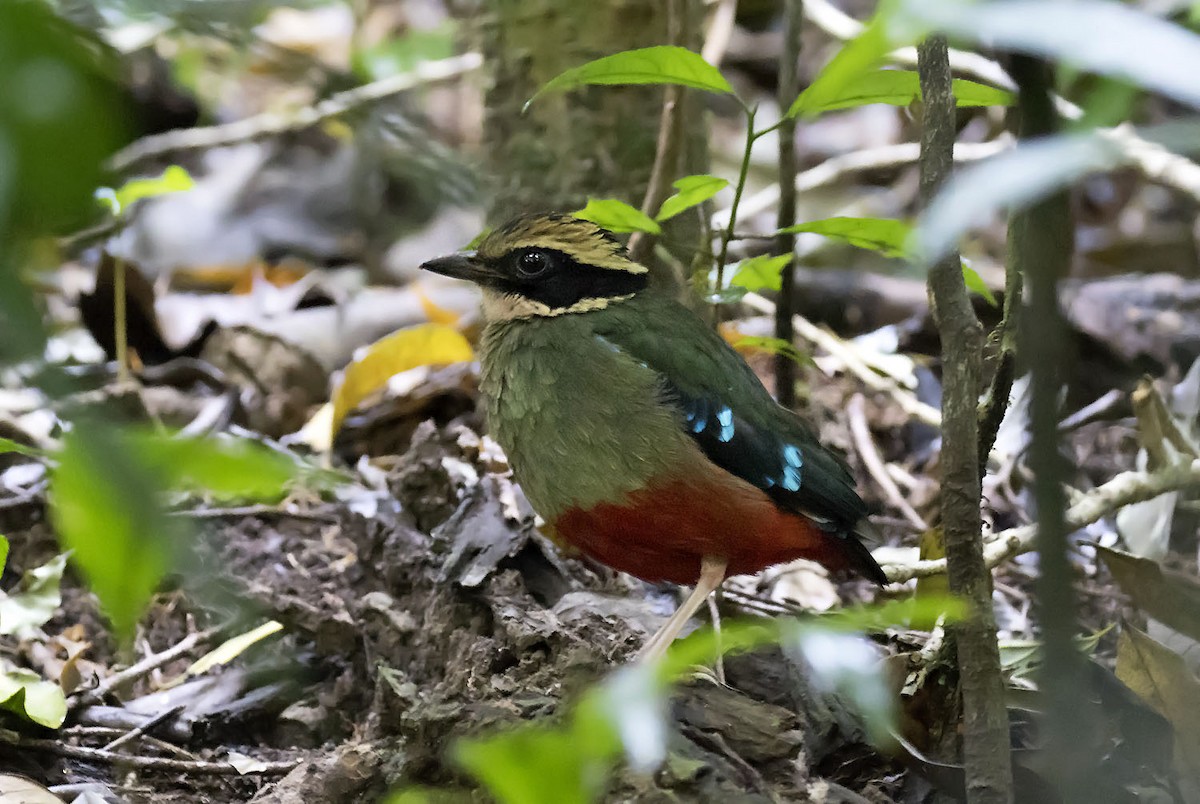 Green-breasted Pitta - ML213140961